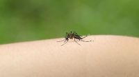 Advierten que el dengue ya afectó a un 10 por ciento de los habitantes 