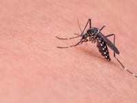 Gran brote de dengue en Orán: confirmaron 45 casos y se espera otro pico 