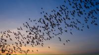 Alerta Murciélagos: Especialistas de Ambiente explicaron cómo y cuándo se puede alejarlos     