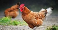 Cerraron el brote de gripe aviar en Salta: los motivos y la situación actual  