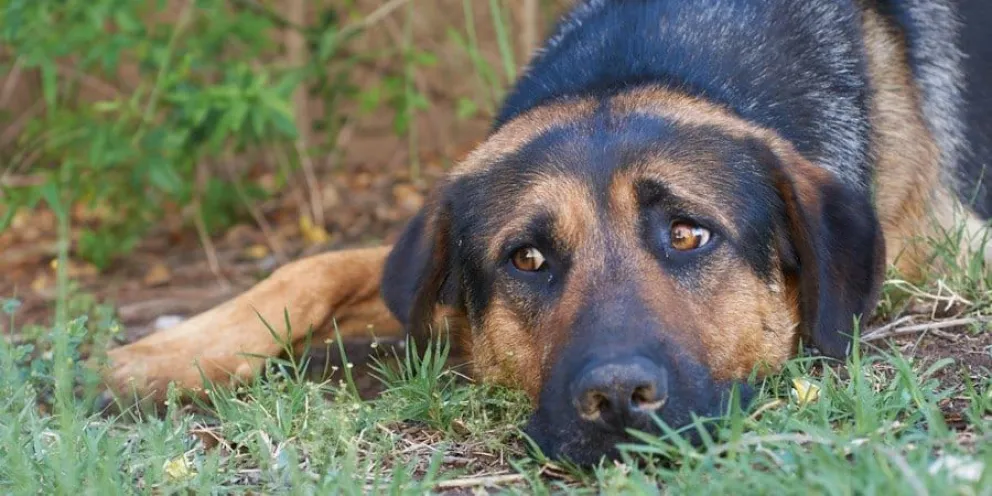 Maltrato animal 