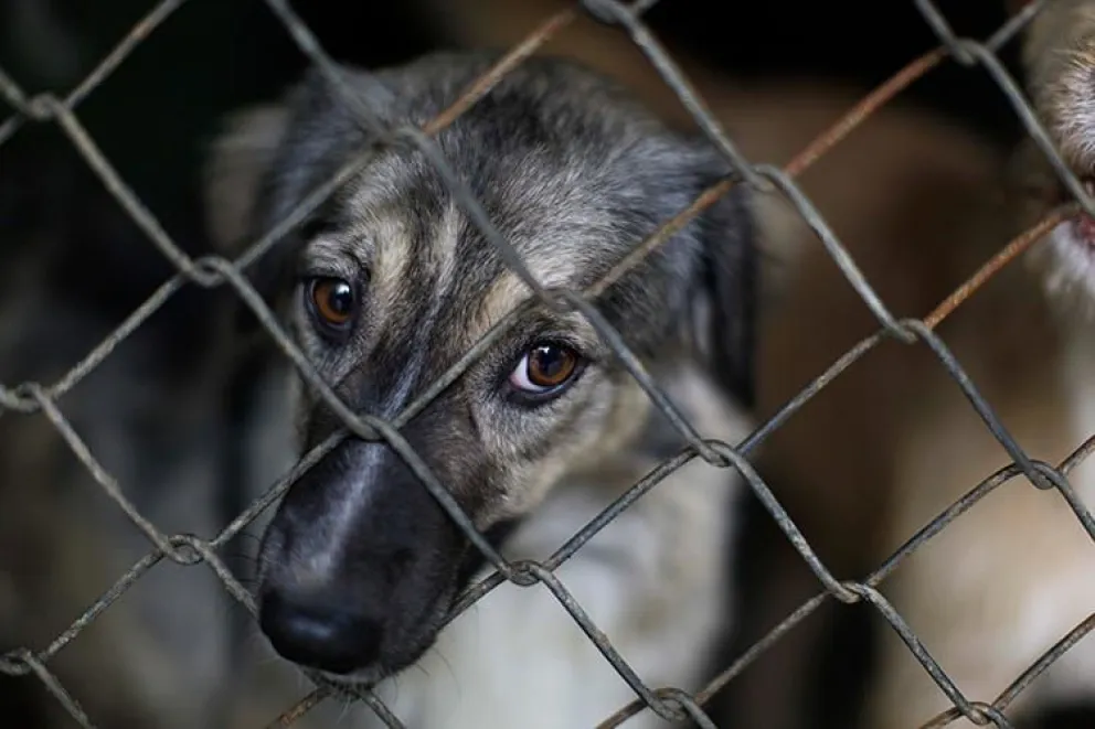 Imperdonable: vecinos denuncian a maltratadores de animales por este indignante motivo