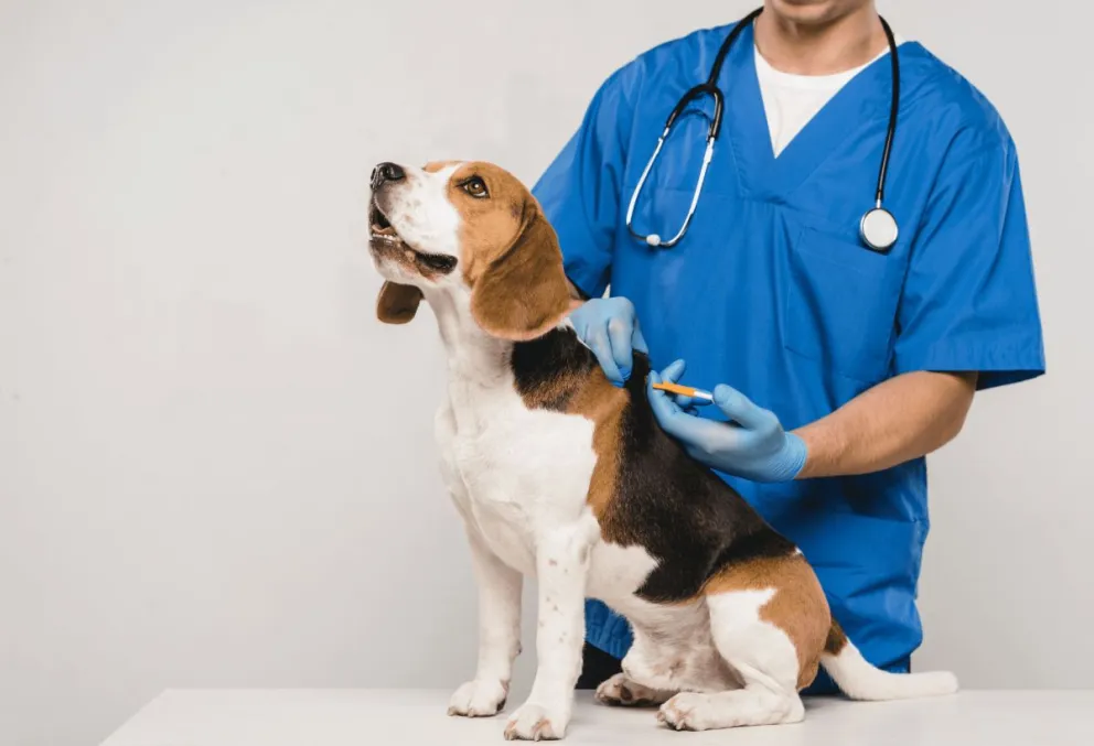 Habilitaron la venta de medicamentos para animales en farmacias