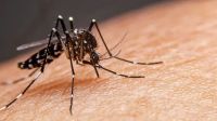 Aseguran que Salta y Tucumán son las provincias con más muertos por dengue 
