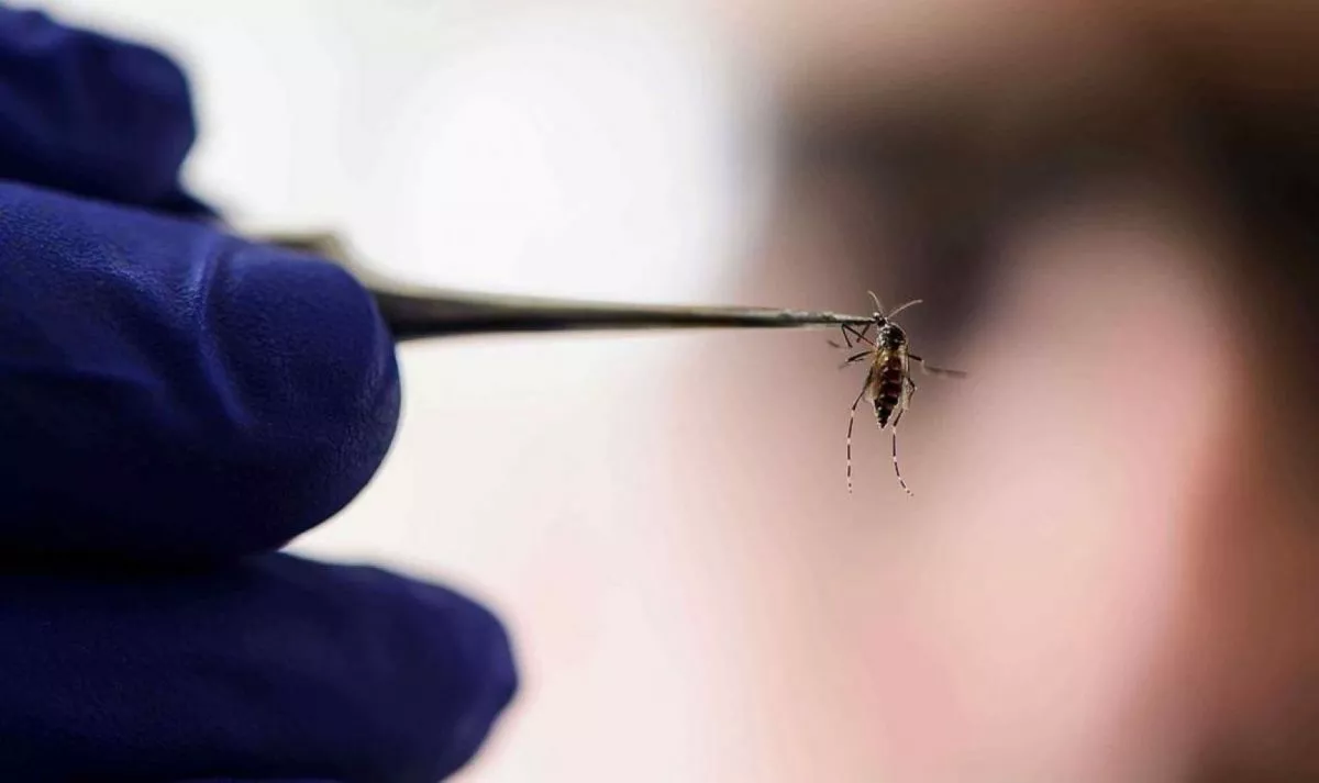 Aumento de caso de dengue y chikungunya en Salta