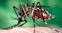 Cifras alarmantes: hay más de 5.000 casos de dengue y 10 muertes confirmadas en Salta
