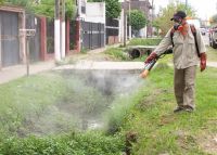 Salta producirá biocontroladores para el mosquito del dengue y sus larvas
