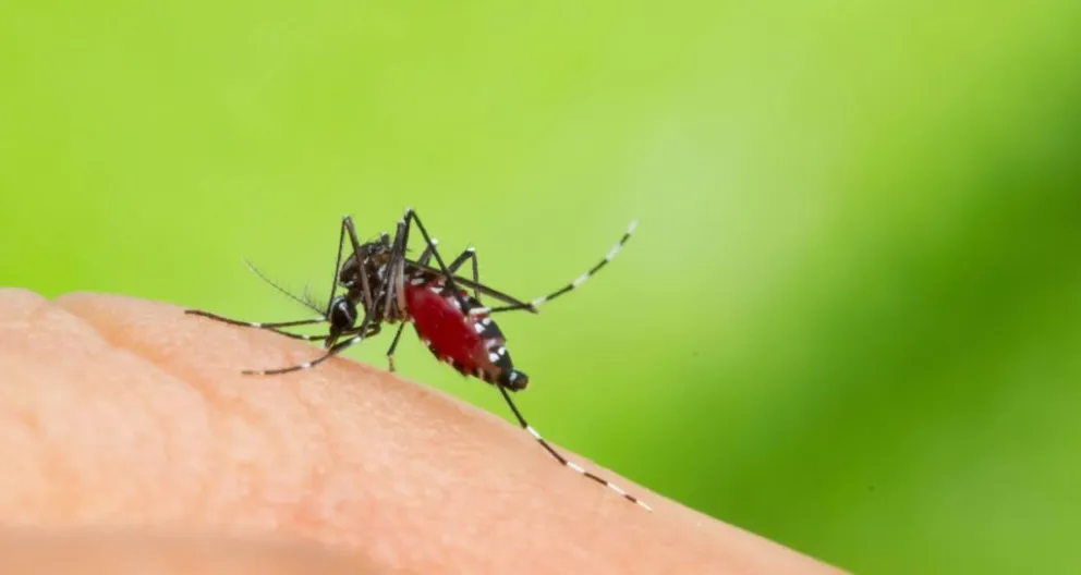 Crece la preocupación por el aumento de casos de dengue: casi 500 en la última semana 