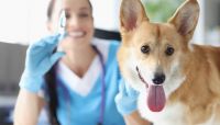 Vacunación gratuita para mascotas: dónde y cuándo podes hacerlo