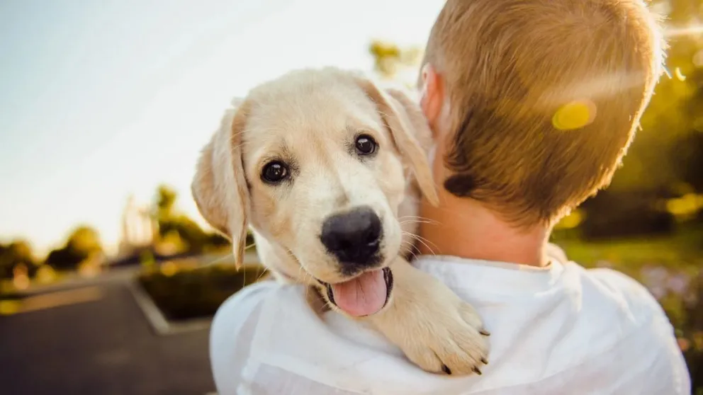 Proteccionistas realizarán una increíble campaña solidaria para animales callejeros