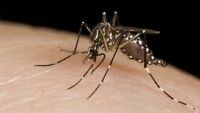 Dengue: diputados propusieron crear un grupo de vigilancia y seguimiento