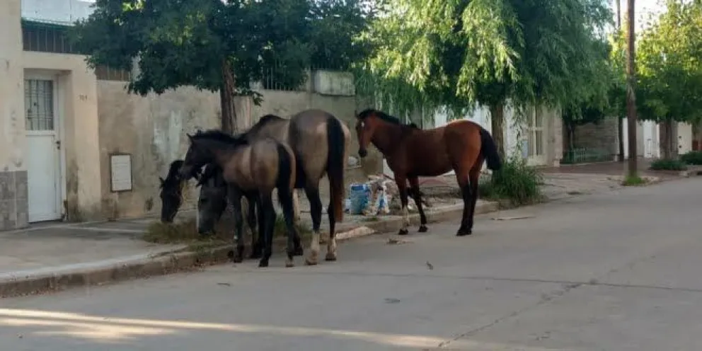 Caballos sueltos