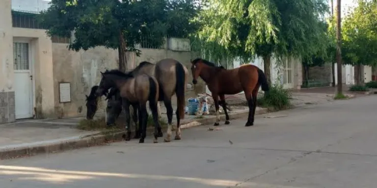 Caballos sueltos