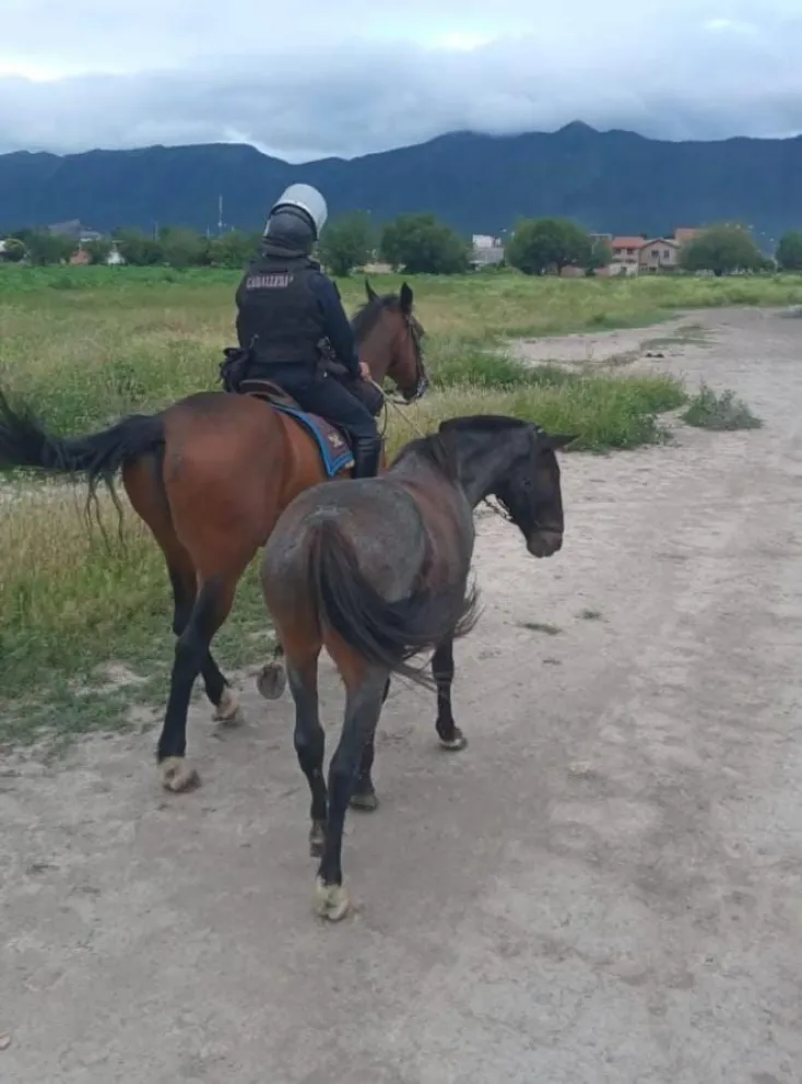 Caballos