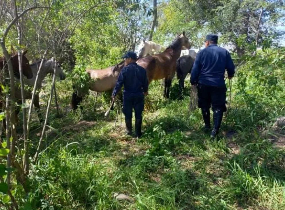 Animales sueltos y una problemática que crece en la provincia: incautaron alrededor de 150 caballos