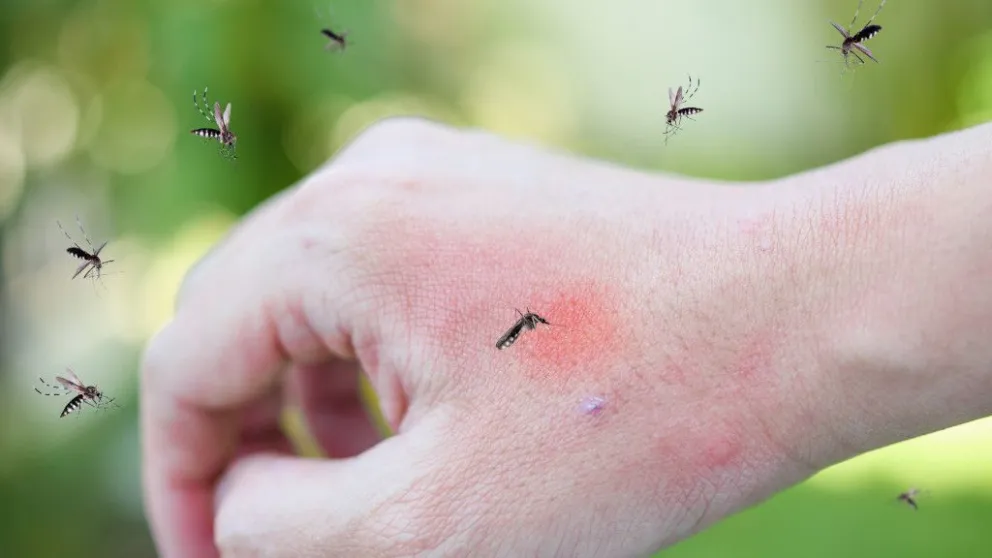 Dengue en Salta: en la última semana detectaron más de 1.800 casos y crece el estado de alerta