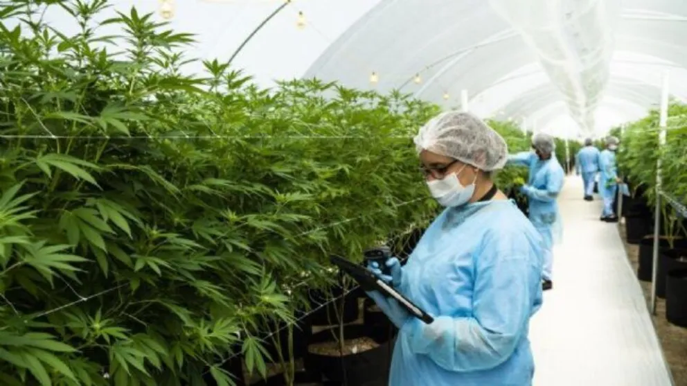 Cultivadores de cannabis crearon una nueva semilla que puede potenciar a la provincia: "La mesías"