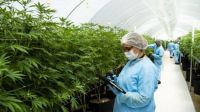 Cultivadores de cannabis crearon una nueva semilla que puede potenciar a la provincia: "La mesías"