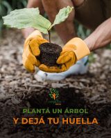 Plantarán en el Parque Bicentenario 100 árboles nativos: enterate cómo formar parte