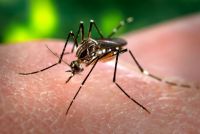Atención: advierten sobre un nuevo síntoma del dengue