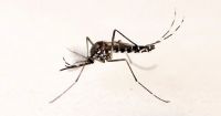Confirman más de 56 mil casos de dengue en todo el país