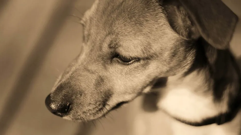  Salta: un albañil abusó de tres perritas en su lugar de trabajo