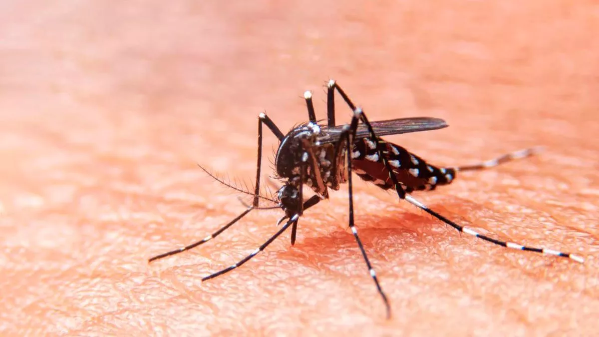 dengue en niños