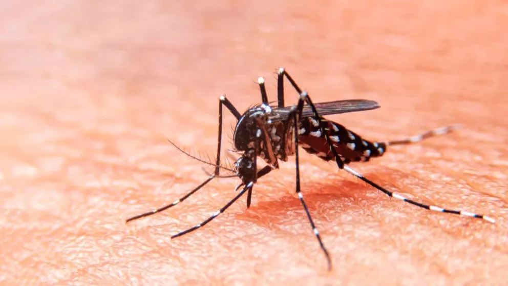 Dengue en Salta: confirmaron más de 30 casos y crece el estado de alerta