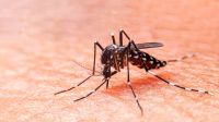 Pico histórico de dengue: hay casi 72 mil casos confirmados en el país     