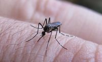 A partir de mañana, se llevará adelante una fuerte campaña provincial contra el dengue