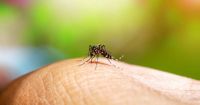 Salud confirmó que mermaron un 40 por ciento los casos de dengue en Salta    