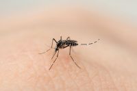 Preocupación por la cantidad de nuevos casos de dengue en Salta: casi 100 en la última semana