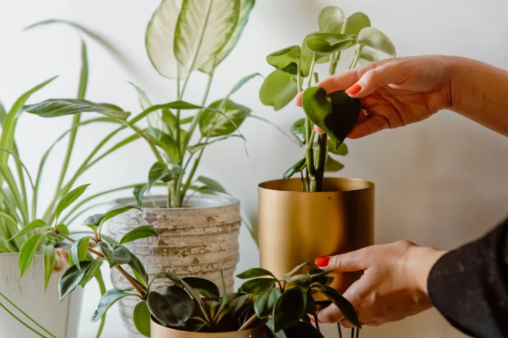 Estas son las 3 plantas del jardín que te van a traer muy mala suerte: ¡cuidado!