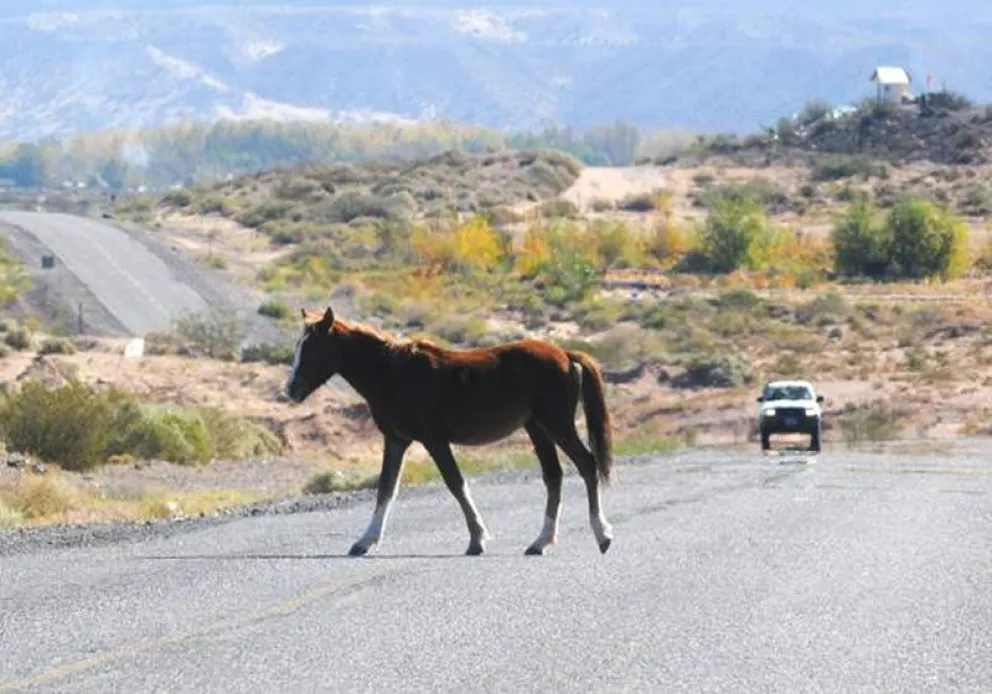 Colectivo de SAETA chocó fuertemente con un caballo suelto en la ruta