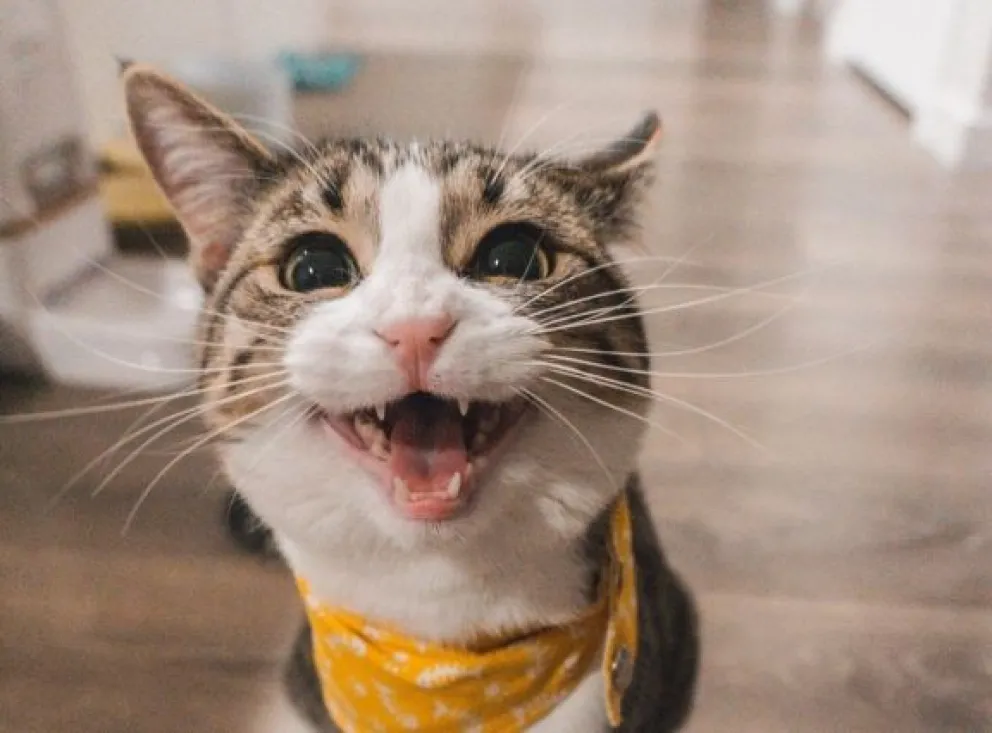 Cuántos años suele vivir un gato y cómo saber cuántos años tiene: descubre aquí todo sobre su edad