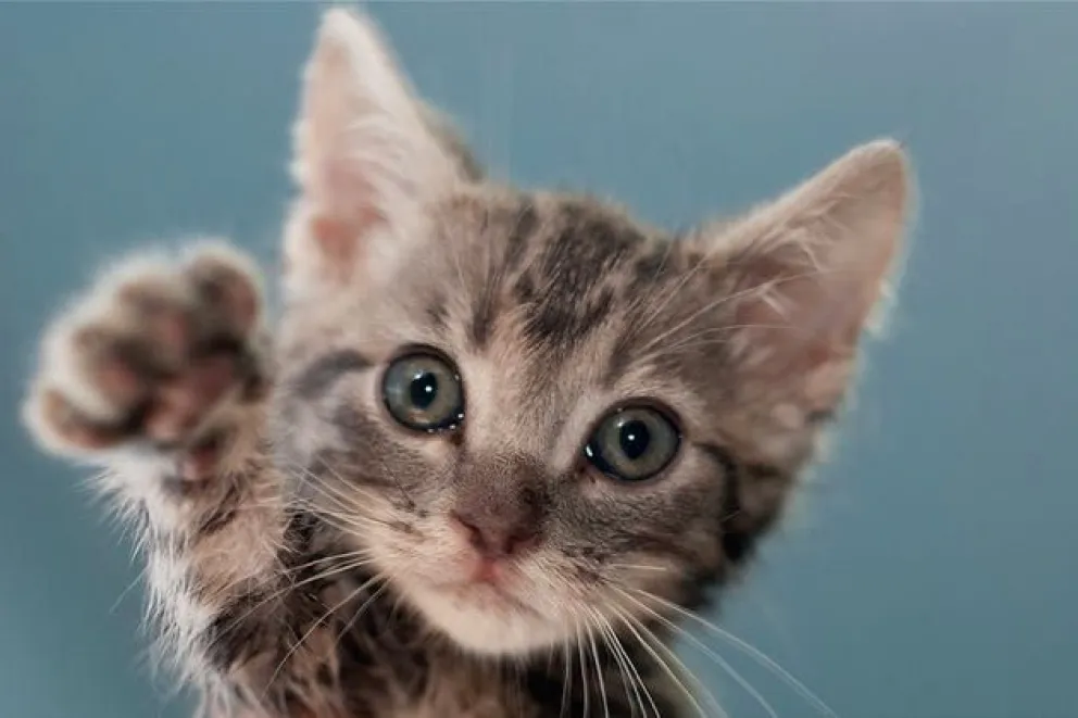 Cómo detectar si tu gato es feliz: conocé las señales