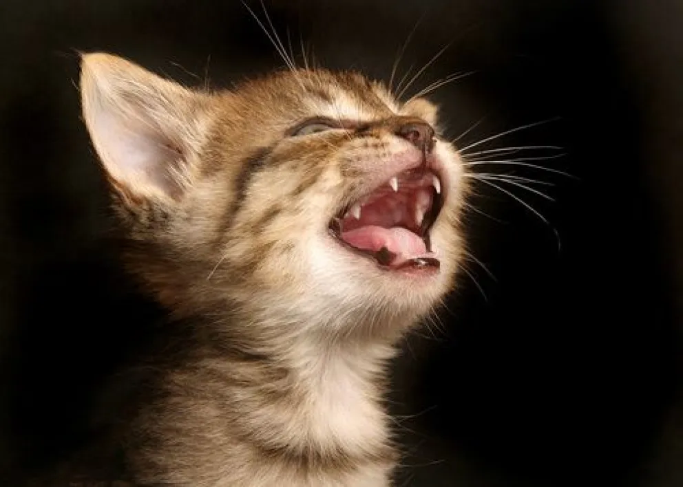 Conocé a tu gato: que significan su ronroneo y bufido
