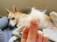¿Por qué se le cae mucho el pelo a mi perro?: los motivos y la solución para este problema