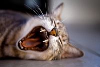 ¿Tu gato tiene mal aliento?: las causas que lo ocasionan y las soluciones para cada problema