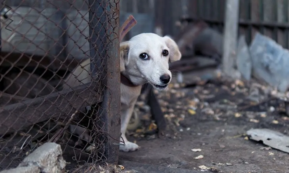 Terrible caso: lo dejaron a cargo de una casa y abusó de los perros del lugar