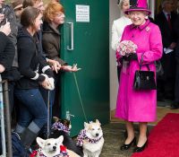Los animales raros que cuida la realeza británica con amor por una buena razón