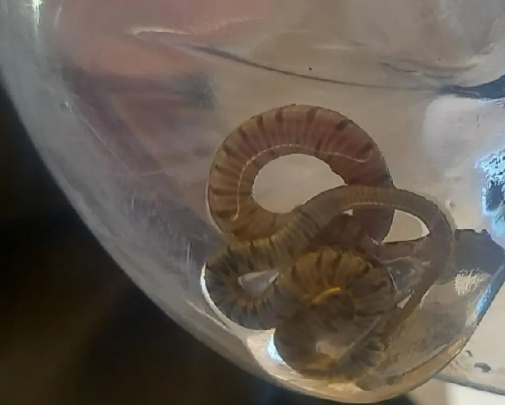 Encontraron crías de víboras en un aula de votación