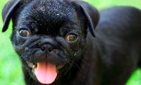 ¿Tu perro tiene caspa?: a qué se debe y cómo solucionarlo 