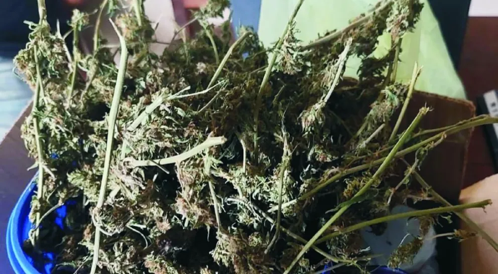 Detienen a siete personas con más de 25 mil dosis de marihuana