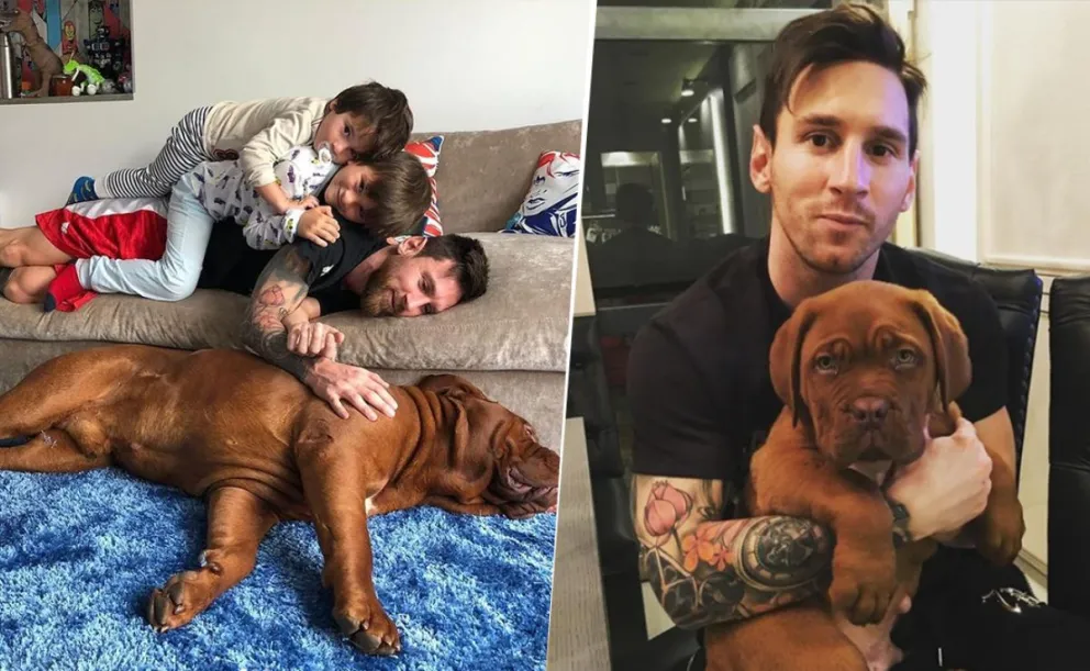 Cerca del reencuentro: qué pasa con Hulk la mascota de Lionel Messi y Antonela Roccuzzo