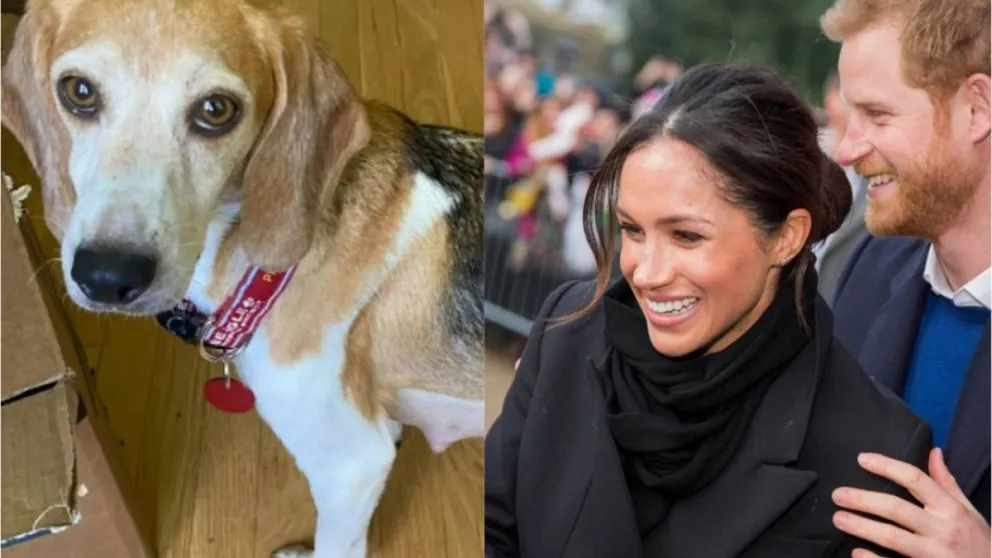 La mascota que más quería Meghan Markle en su niñez: ¿un gato?