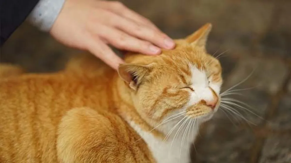 Michi Fest: un encuentro imperdible para los amantes de los gatos en Salta