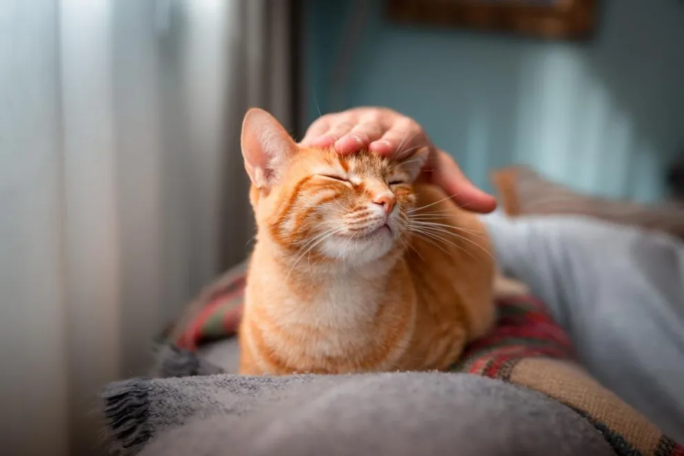 Cómo saber si tu gato confía en vos: estas son las 5 señales que lo confirman