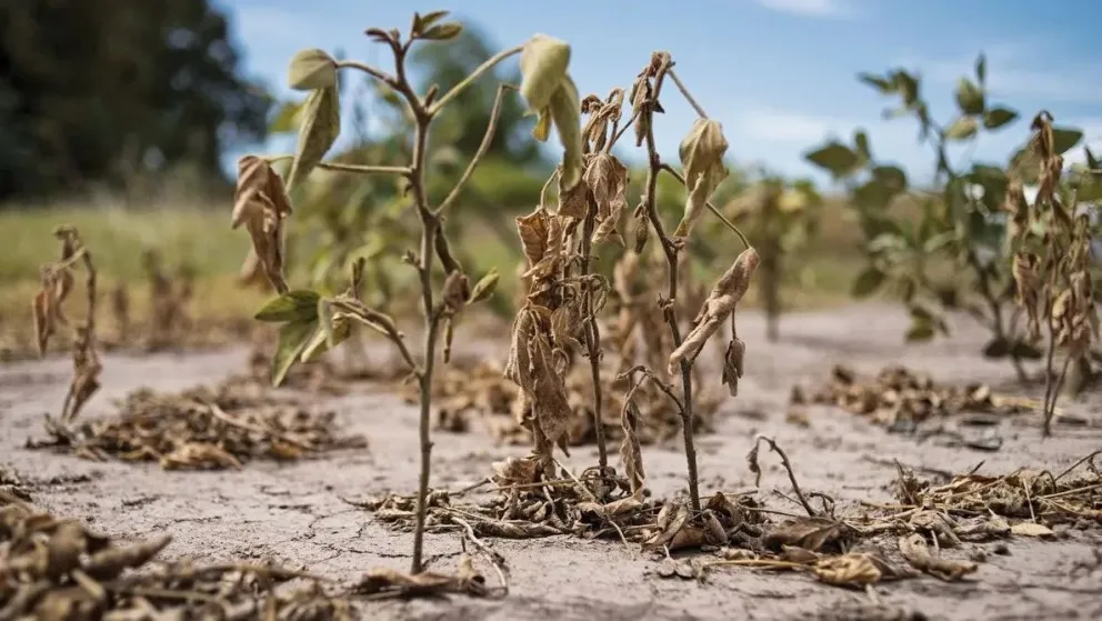 Declaran estado de emergencia agropecuaria en Jujuy, Salta y Neuquén