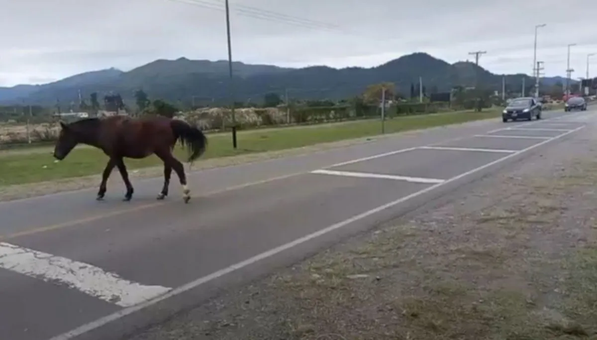 caballo ruta 40